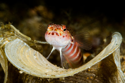 Red Banded Prawn Goby
