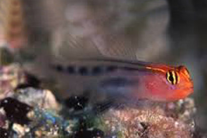 Red Cap Goby