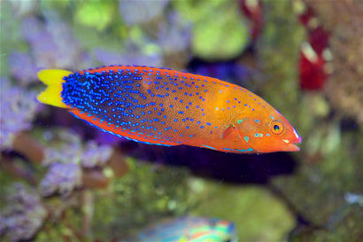 Red Coris Wrasse