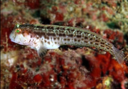 Red Crown Algae Blenny