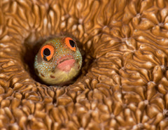 Red Eye Barnacle Blenny