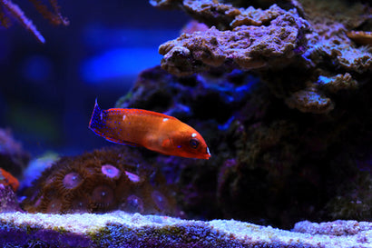 Red Face Coris Wrasse