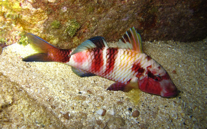 Red Goatfish