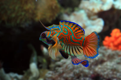 Red Mandarin Goby
