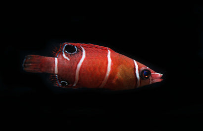 Red Pygmy Possum Wrasse
