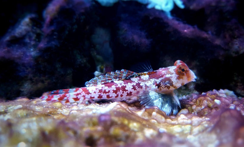 Red Scooter Blenny Sea Dwelling Creatures