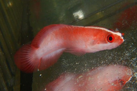 Red Soapfish