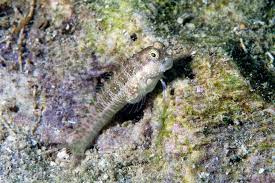 Red Spot Blenny