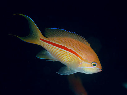 Red Stripe (Fasciatus) Anthias