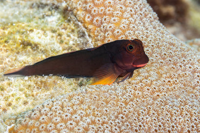 Redlip Blenny
