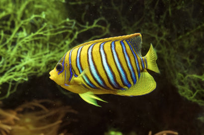 Regal Angel: Yellow Belly: Juvenile