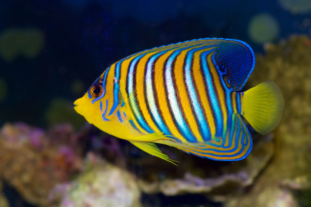 Saltwater aquarium background
