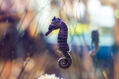 Reidi Seahorse: Black: Tank Raised