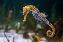 Reidi Seahorse