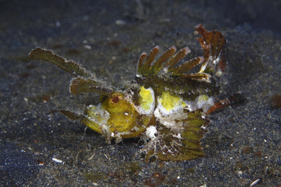 Reindeer (Ambon) Scorpion