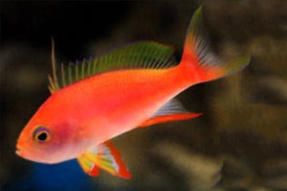 Resplendent Anthias: Female