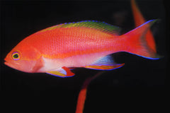 Resplendent Anthias: Male