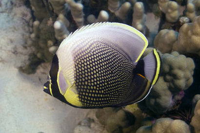 Reticulated Butterfly