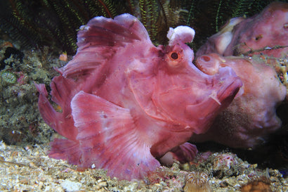 Rhinopias: Red/Purple