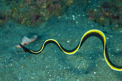 Ribbon Eel: Black