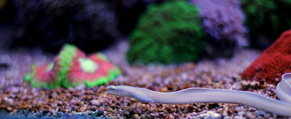 Ribbon Eel: Ghost