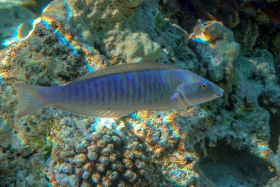 Ring Wrasse