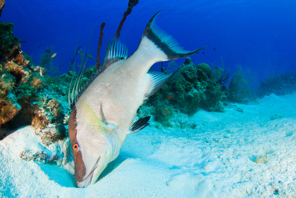 Rooster Hogfish