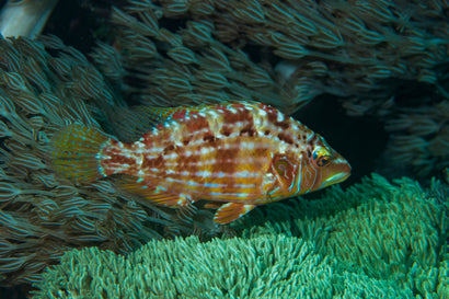 Rooster Wrasse
