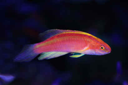 Rose Band Fairy Wrasse