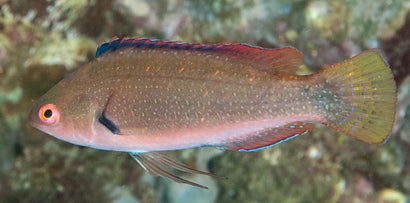 Rose Belly Fairy Wrasse: Female