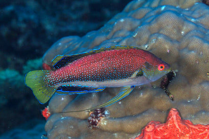 Rose Belly Fairy Wrasse: Male