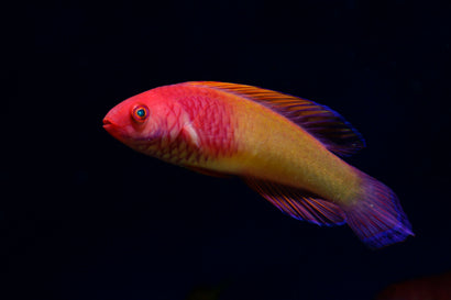 Rosy Scales Fairy Wrasse