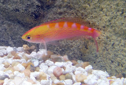 Saddle Anthias: Female