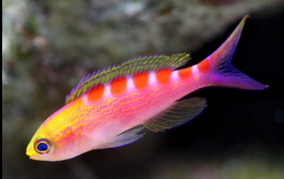 Saddle Anthias: Male