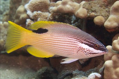 Saddle Hogfish