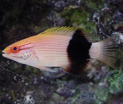 Saddle Hogfish: Juvenile