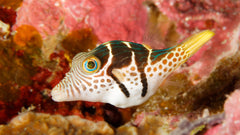 Valentini Puffer