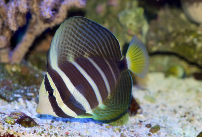 Sailfin Tang