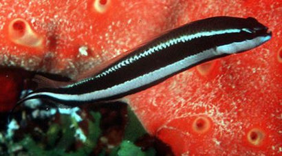 Sankeyi Pseudochromis: Tank Raised