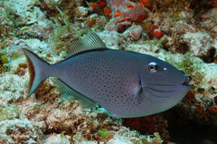Sargassum Trigger
