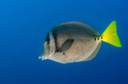 Sawtail Tang