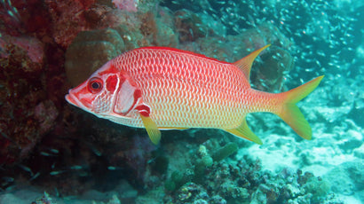 Scarlet Fin Squirrel