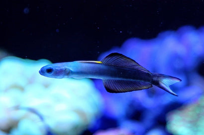 Scissortail Goby