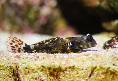 Scooter Blenny