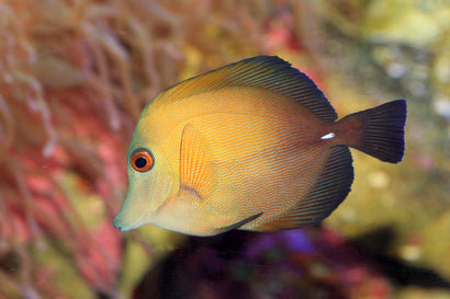 Scopas Tang