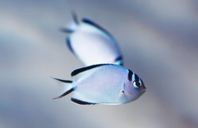 Watanabei Angel: Female