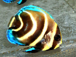 Cortez Angel: Captive Bred