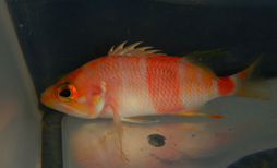 Azuma Anthias
