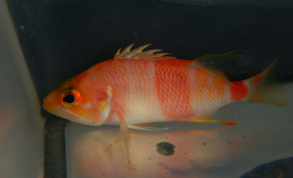 Azuma Anthias