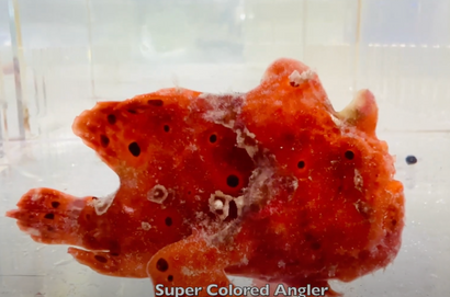 Angler Fish Colored In Anglers – Sea Dwelling Creatures